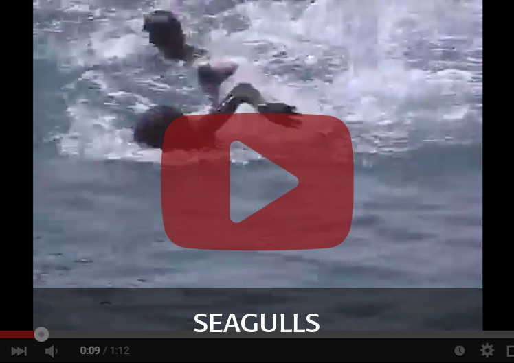 Trailer SEAGULLS